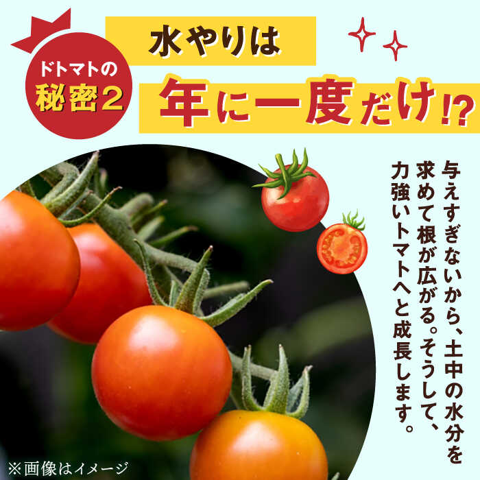 楽天市場】【ふるさと納税】極ドトマト 1kg / トマト とまと サラダ