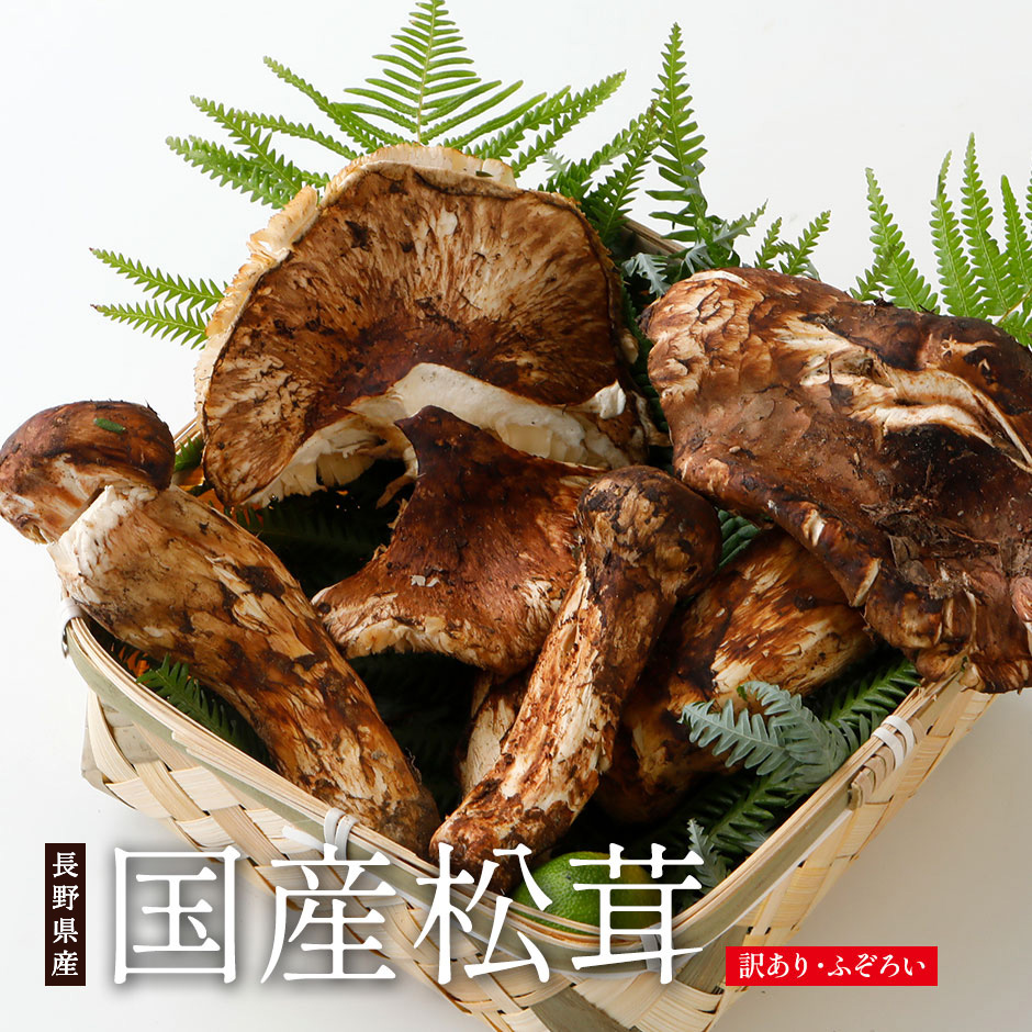 楽天市場】2026年9月以降分予約 【全額返金】訳あり 国産 松茸 300g