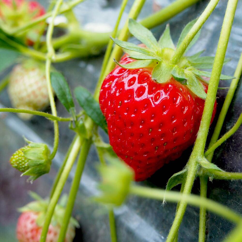 楽天市場】【ふるさと納税】【先行受付】十勝の青空と恵みの水で育った