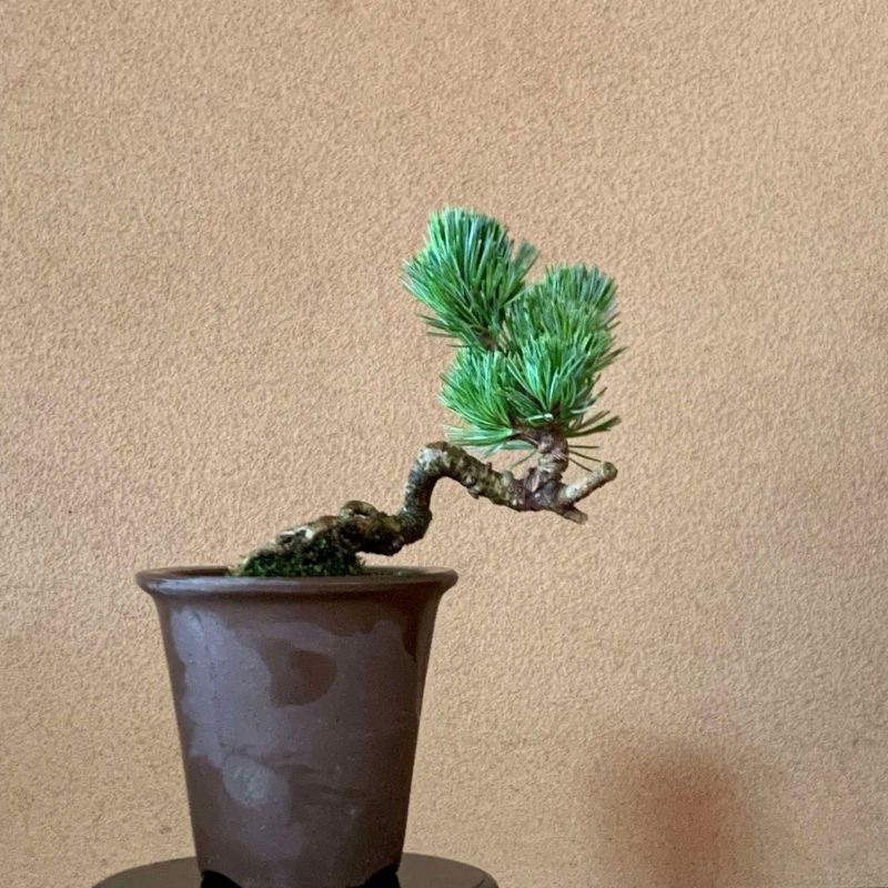 楽天市場】【ふるさと納税】No.3062 吾妻五葉松 種から育てた樹齢7年