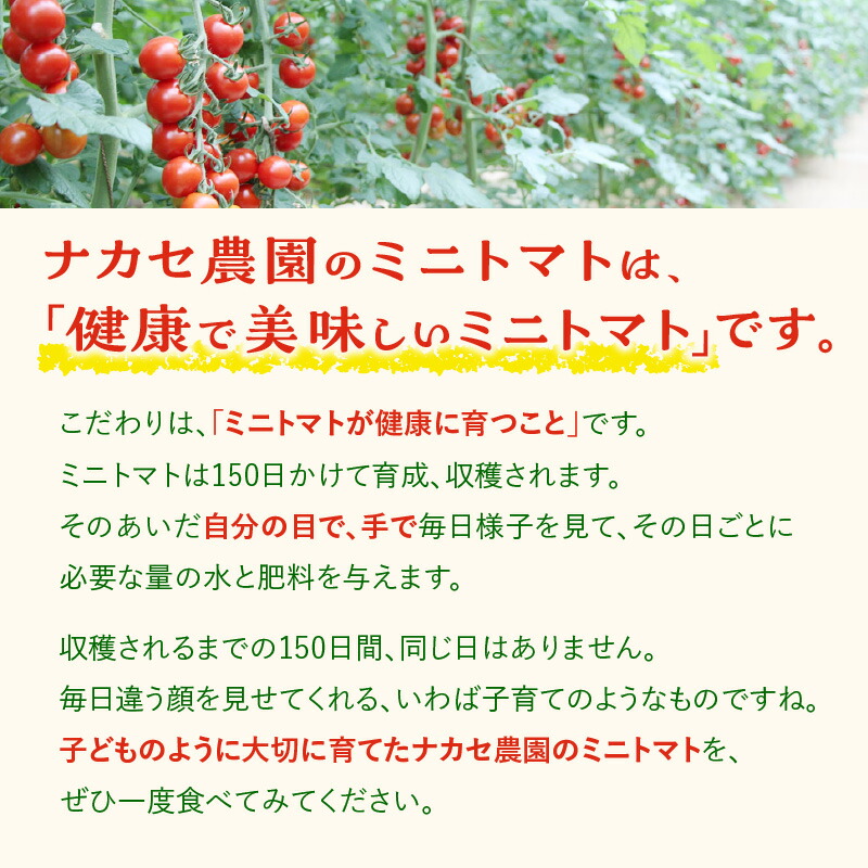 楽天市場】【ふるさと納税】農園直送 つぶより ミニトマト【選べる内容