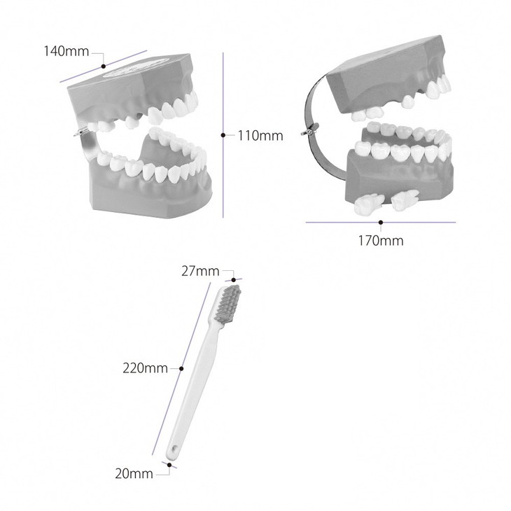 楽天市場】【ふるさと納税】歯の模型 歯磨き指導用 大型モデル（永久歯