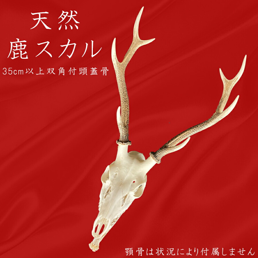 楽天市場】【ふるさと納税】角付き鹿スカル / スカルトロフィー 鹿