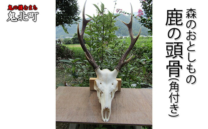 鹿の頭骨 角付き インテリア用 魔除け ニホンジカ 2本 パキポんぐ 鹿の