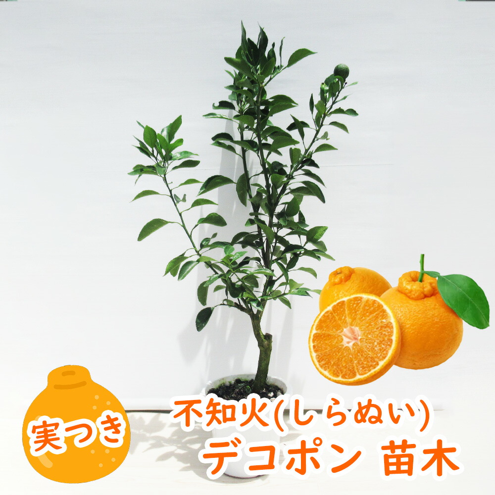 楽天市場】【 実つき 】不知火 ( しらぬい ) 「 デコポン 」 接木苗 5