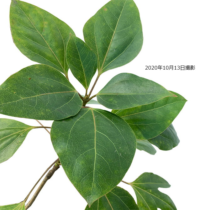 楽天市場】【大型商品】カクレミノ 株立 樹高2.5m前後 露地苗 シンボル