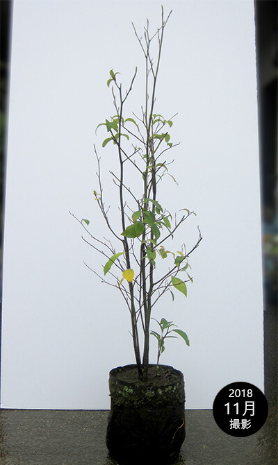 楽天市場】クロモジ（黒文字） 株立 樹高1.5m前後 露地苗 低木 落葉樹