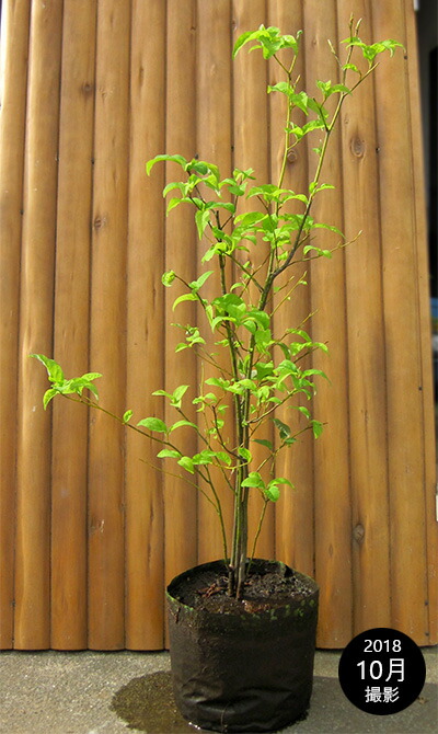 楽天市場】クロモジ（黒文字） 株立 樹高1.5m前後 露地苗 低木 落葉樹