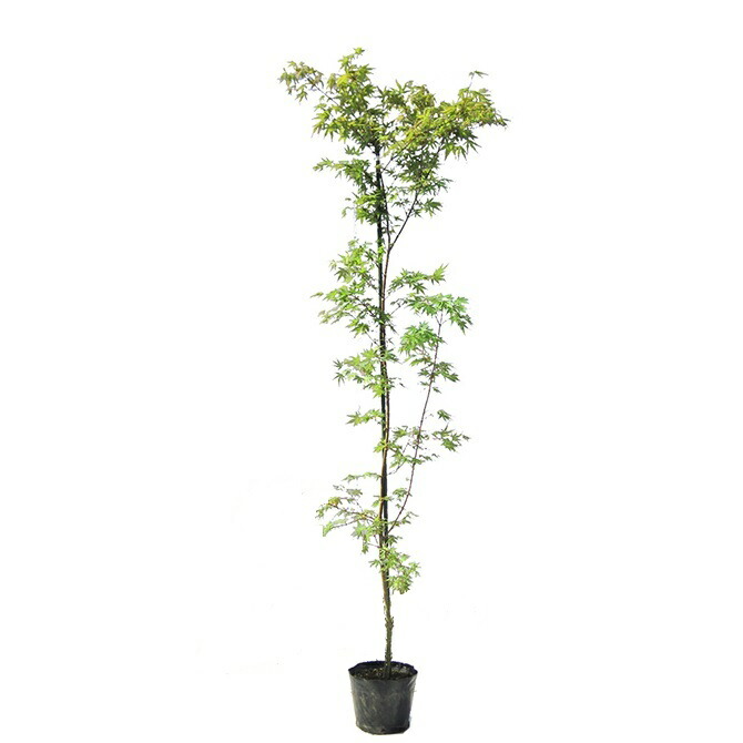 楽天市場】【ちょうど良いサイズ】イロハモミジ 単木 樹高1.8m前後