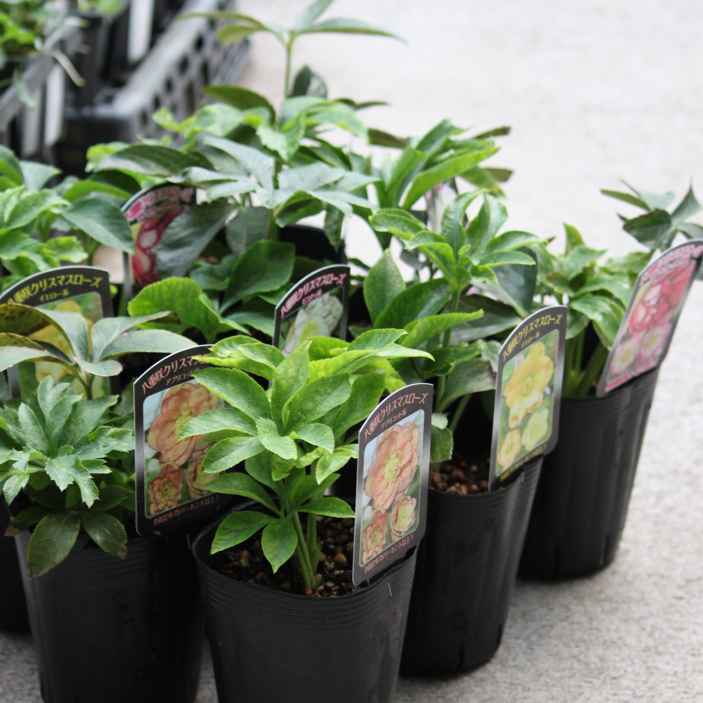 楽天市場】曽田園芸 俊峰園 「 八重咲クリスマスローズ 3.0〜3.5号