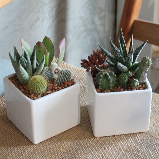 楽天市場】「サボテン 寄せ植え」プチギフト ママ友 陶器鉢 鉢付