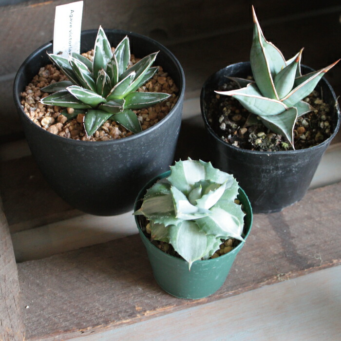 楽天市場】サンスベリア ピングイキュラ ピンクイグラ 希少品種 3.5寸