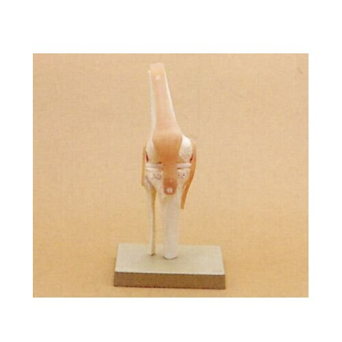 楽天市場】膝関節機能模型 W20×D18×H34cm 0.6kg NS50 ソムソ : NO1元気爽快