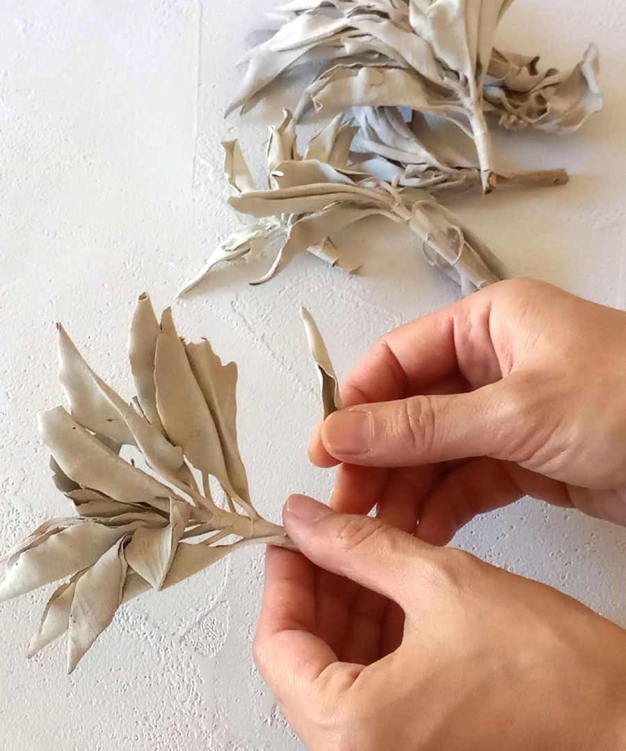 楽天市場】＼完全無農薬 採れたて セージ／【送料無料】ホワイトセージ