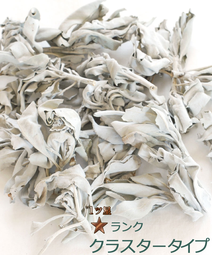 楽天市場】＼完全無農薬 採れたて セージ／【送料無料】ホワイトセージ