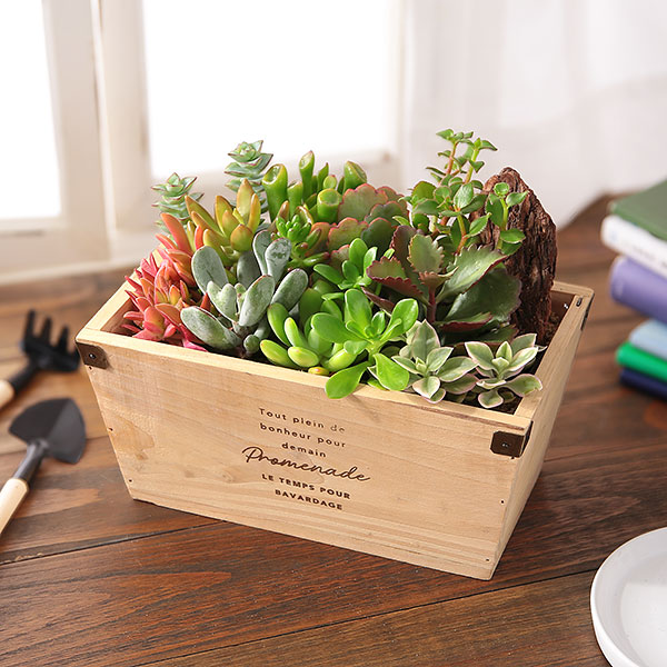 楽天市場】多肉植物 寄せ植え おまかせ多肉アソートM2 送料無料