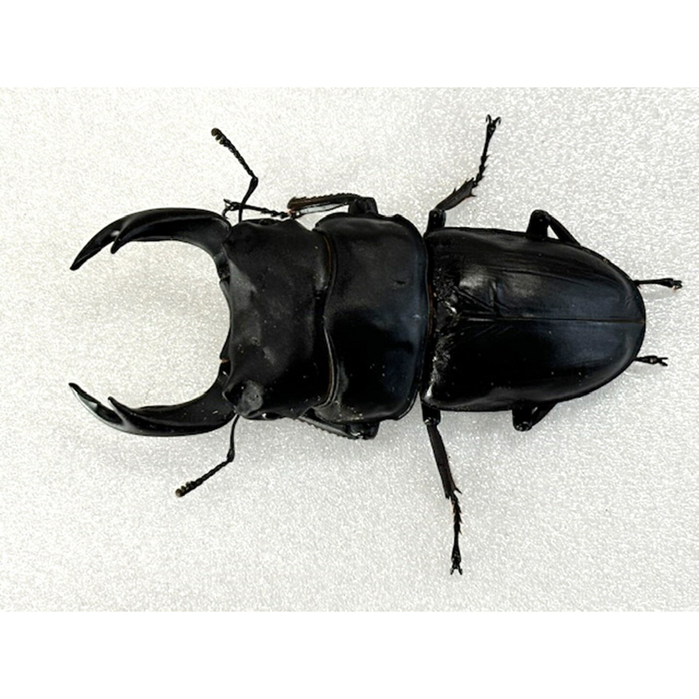 楽天市場】特大血統【DDA】能勢産オオクワガタ(能勢YG) 成虫 ♂75～超