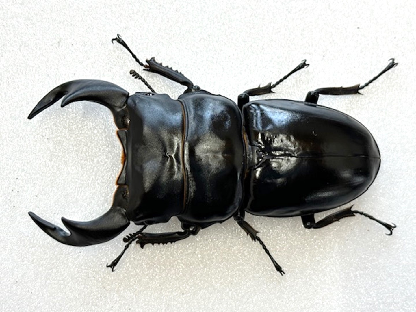 楽天市場】世界最大のオオクワの一つ！【DDA】特大！インド