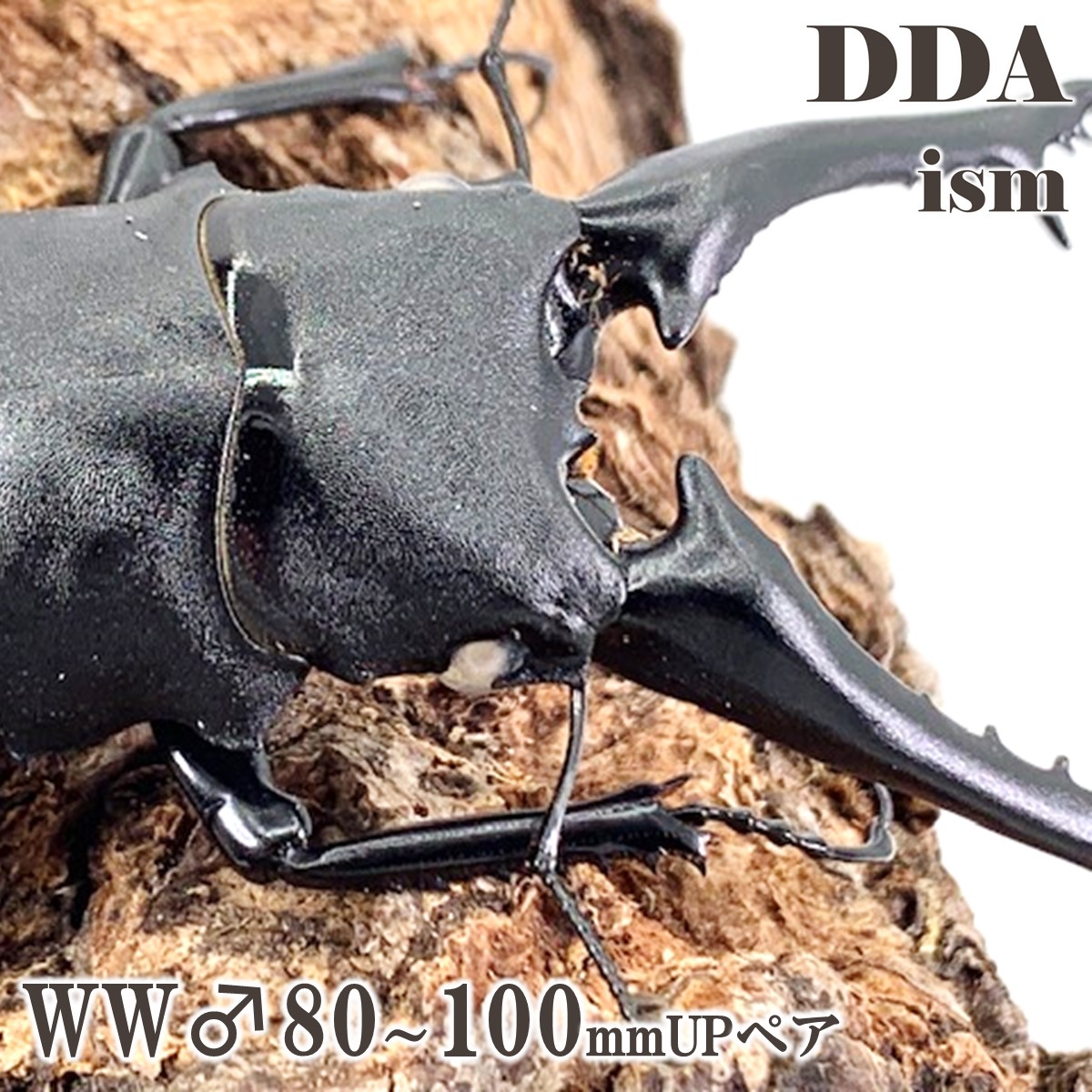 楽天市場】ギラファノコギリクワガタ 標本の通販