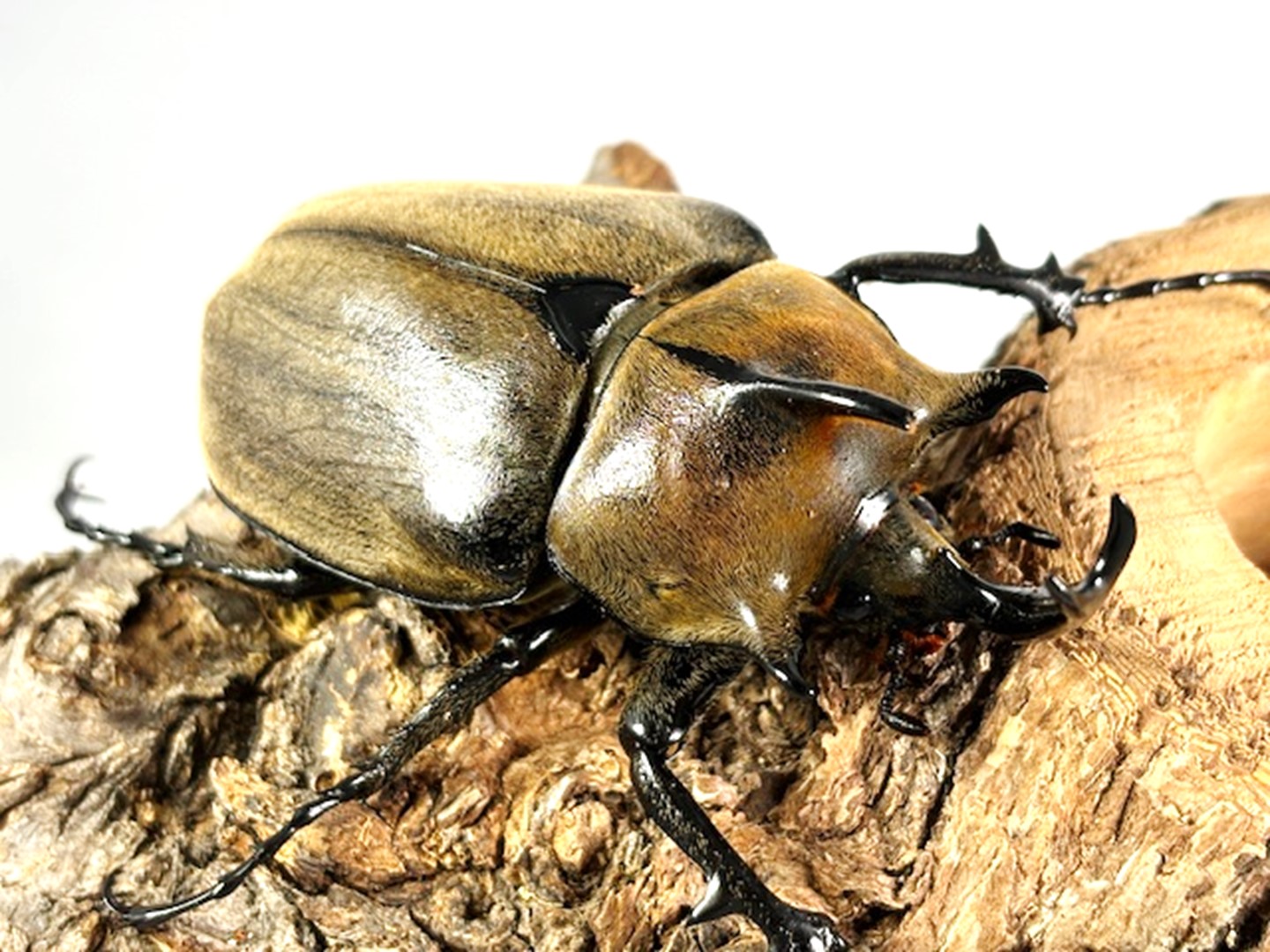 楽天市場】美麗/希少種【DDA】ギアスゾウカブト(ルンバッシャー) 成虫