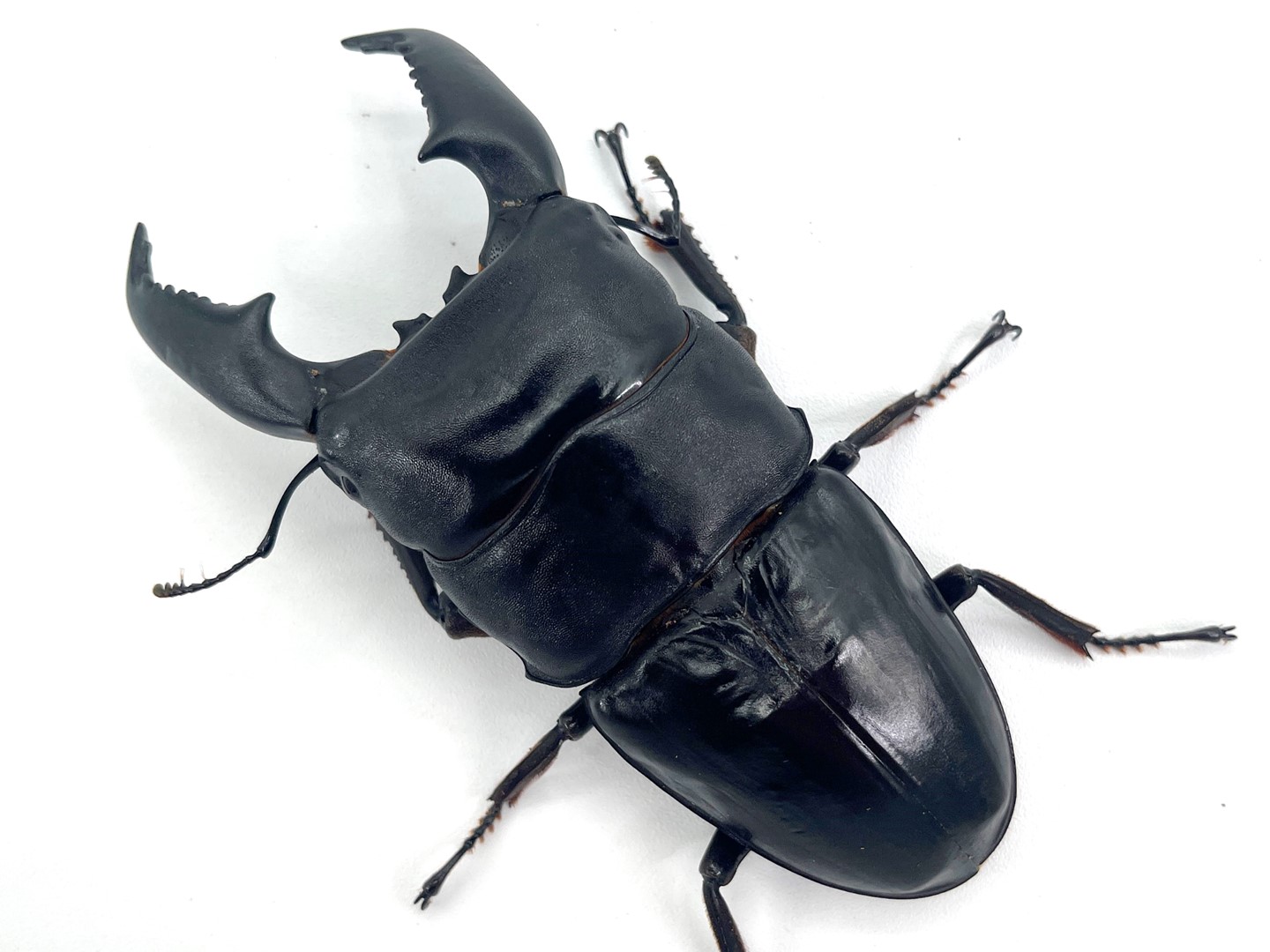 楽天市場】【DDA】K.D.T血統 超特大サイズ ♂108.3-37.0-38.0mm ♀56.5