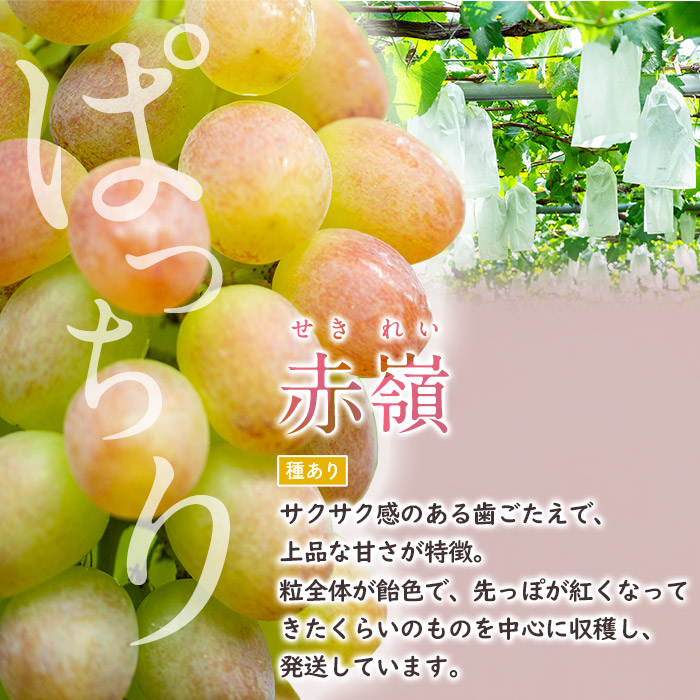 楽天市場】【ふるさと納税】【年内発送】≪数量・期間限定≫〈容量が