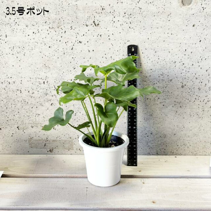 楽天市場】観葉植物【フィロデンドロン属】フィロデンドロン・セローム