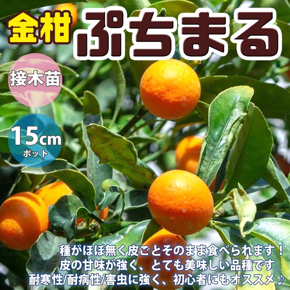 楽天市場】【送料無料】金柑の苗木 ぷちまる 果樹苗 1年生 接木苗12