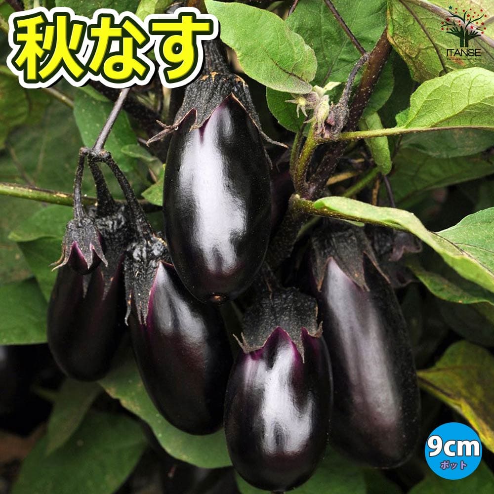楽天市場】【送料無料】秋なすび苗 ( 中長タイプ ) 9cmポット自根 野菜