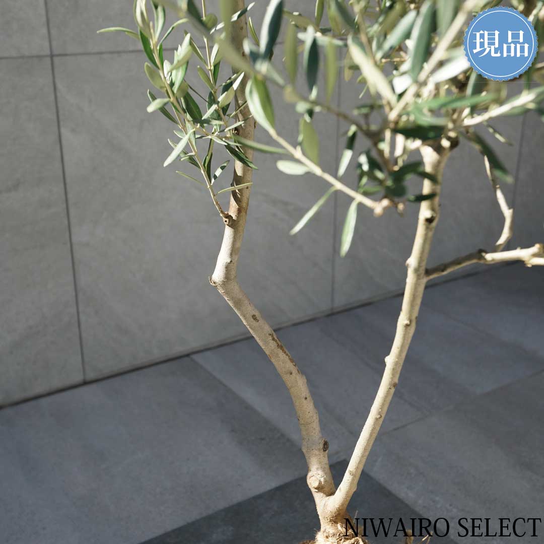 楽天市場】【現品】【オリーブの木】ルッカ 自然風樹形 樹高H≒115