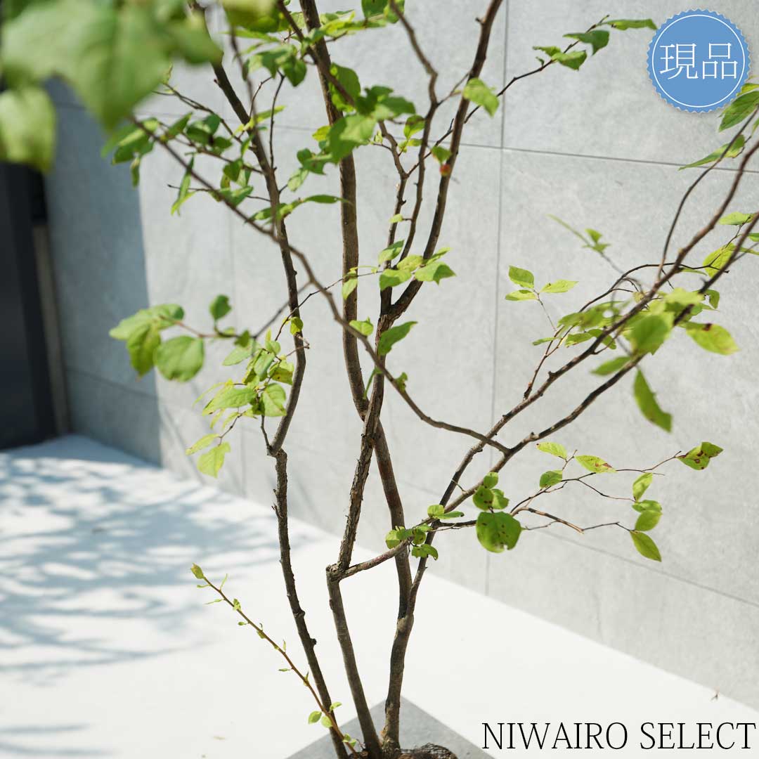 楽天市場】【現品】山採り【ナツハゼ】夏櫨 本株立ち 自然風樹形 樹高H