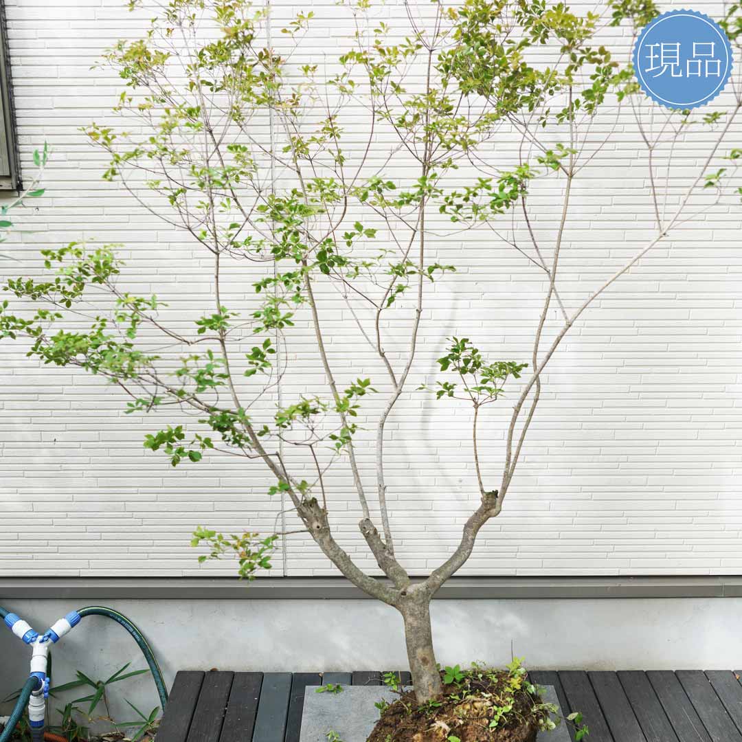 楽天市場】【現品】山採り【大型ドウダンツツジ】自然風樹形 樹高H
