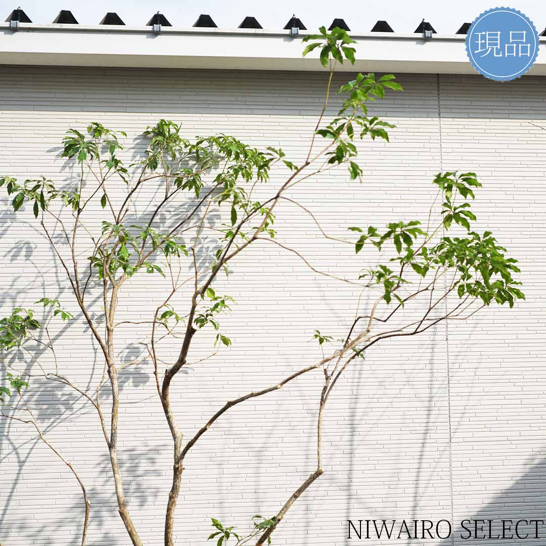 701 山採り アセビ 楽天市場】【現品】山採り【大型アセビ】白花