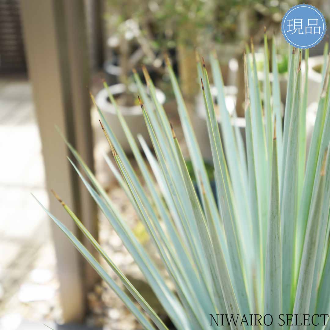 楽天市場】【現品】【マルデヌベス リギダver】ユッカ ハイブリッド