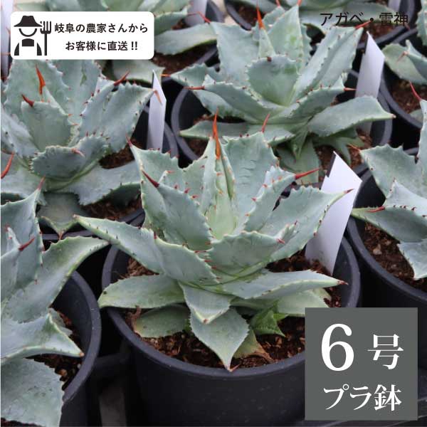 楽天市場】アガベ 雷神 6号 18cmポット agave ポタトルム センチュリー