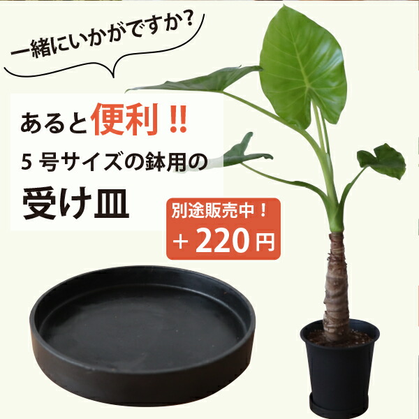 楽天市場】フィロデンドロン・サンレッド 5号鉢 1鉢 プラ鉢 観葉植物