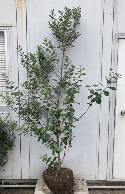 楽天市場】現品発送 フェイジョア 樹高1.9m（根鉢含まず）36 送料無料