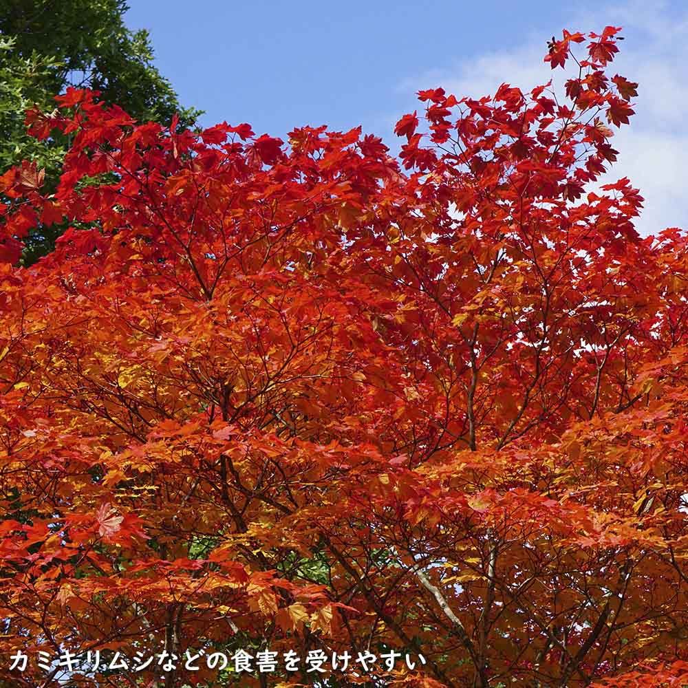 楽天市場】コハウチワカエデ 株立ち 2.5m 露地 苗木 : トオヤマグリーン