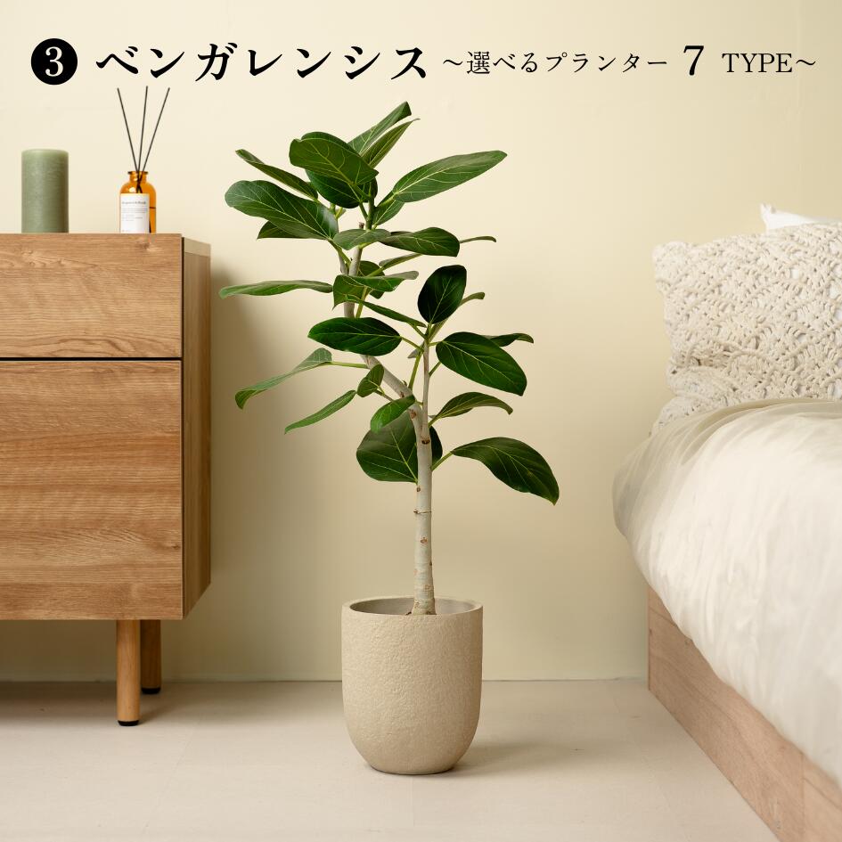 楽天市場】【7種類から選べる植木鉢セット】 7号鉢 観葉植物 パキラ