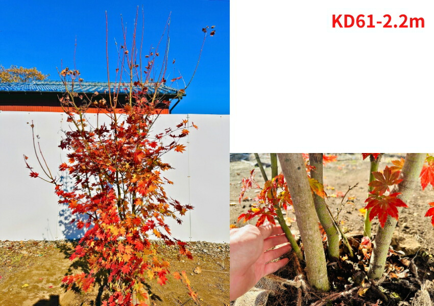 楽天市場】【スーパーセール10%OFF】【現品発送】コハウチワカエデ 株