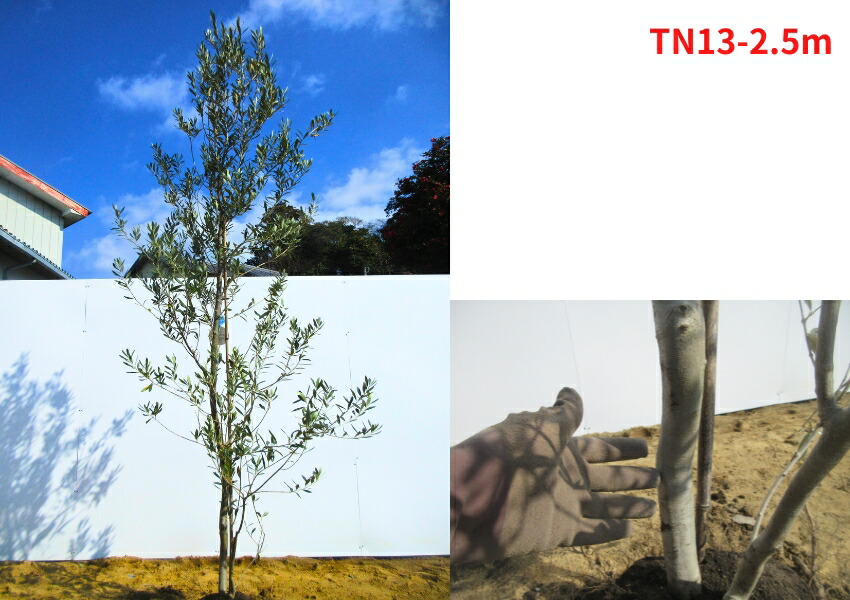 楽天市場】【現品発送】オリーブ(チプレシーノ) 樹高2.5-2.7m(根鉢含ま