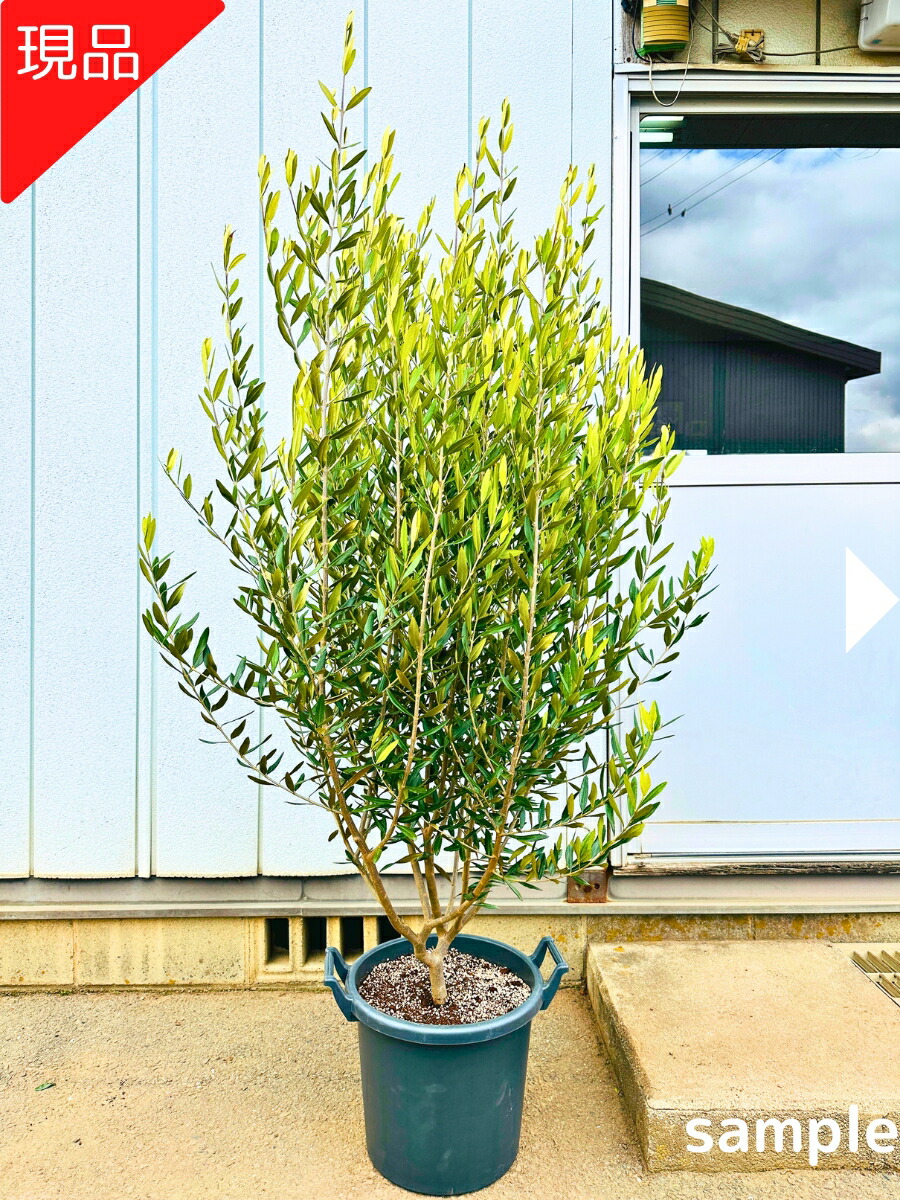 優良株。アロニアクックベリー株立ち2.7M(鉢底から)品番A 優良株