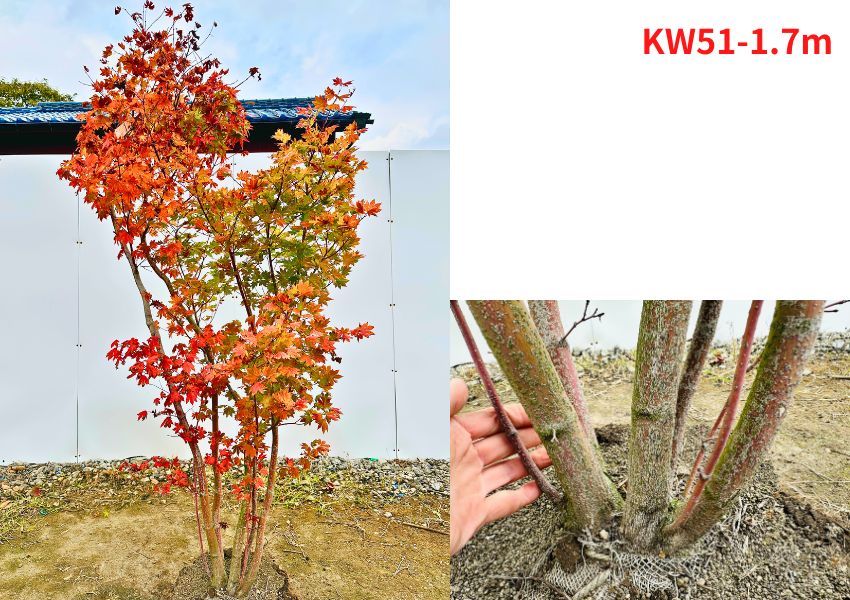 楽天市場】【現品発送】コハウチワカエデ 株立ち 樹高1.5-1.7m(根鉢