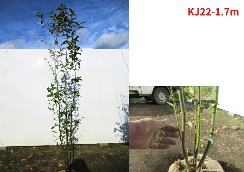 楽天市場】【現品発送】クロモジ 株立ち 樹高1.7m-2.0m(根鉢含まず