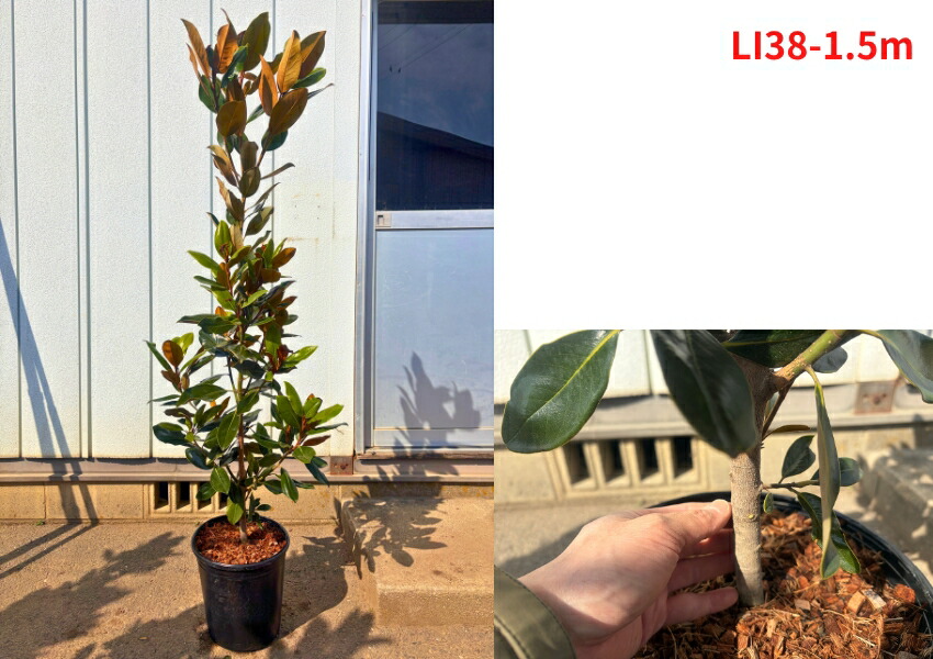 楽天市場】【現品発送】タイサンボク リトルジェム 樹高1.5-1.8m(鉢底