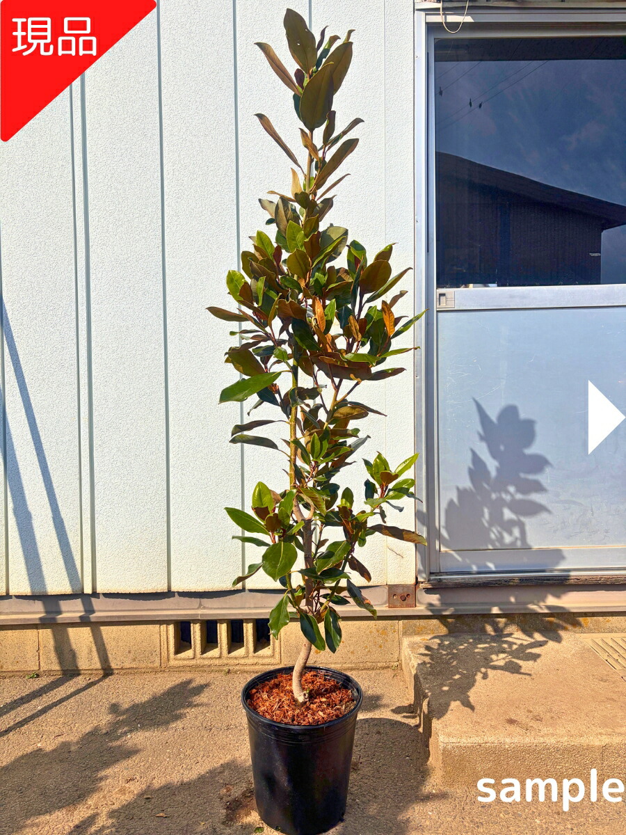 リトルジェム」の人気商品一覧 | 安い商品を通販サイトから探す - 価格.com