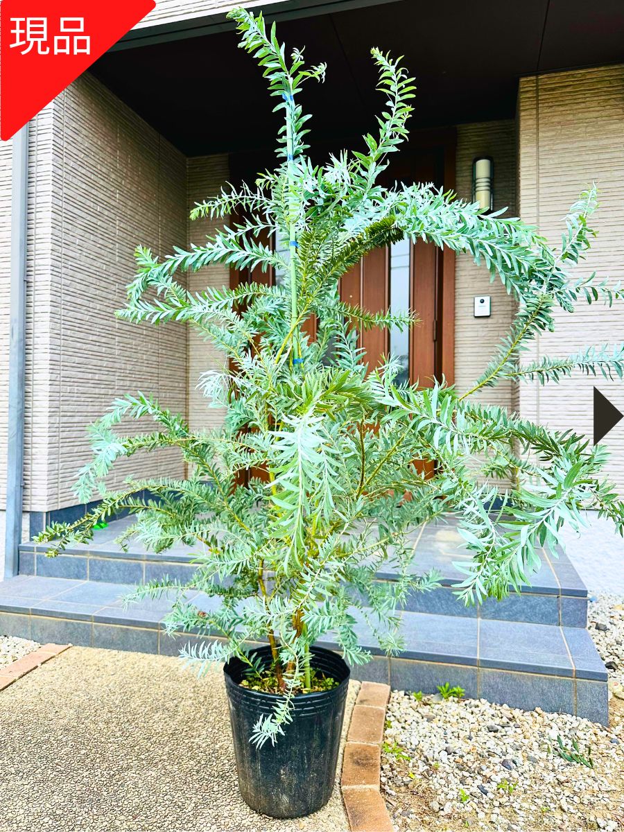 楽天市場】【現品発送】ブルーブッシュ アカシア 10号 1.8-2.2m(鉢底