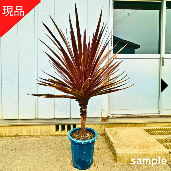 楽天市場】【現品発送】コルジリネ(コルディリネ) レッドスター10号鉢