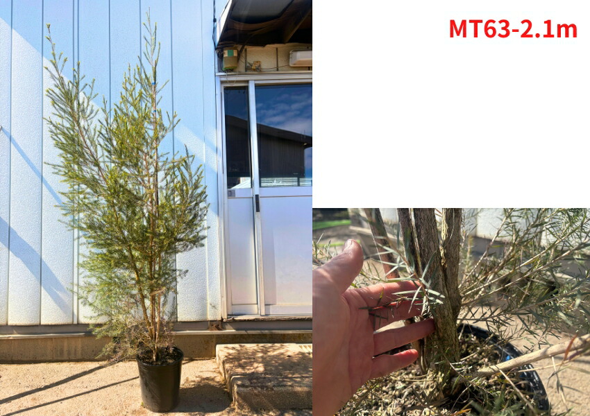 楽天市場】【現品発送】ティーツリー メディカルティーツリー 9号