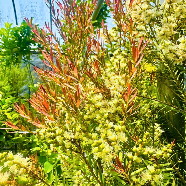 楽天市場】【現品発送】メラレウカ レッドジェム 樹高2.2m(鉢底から）9